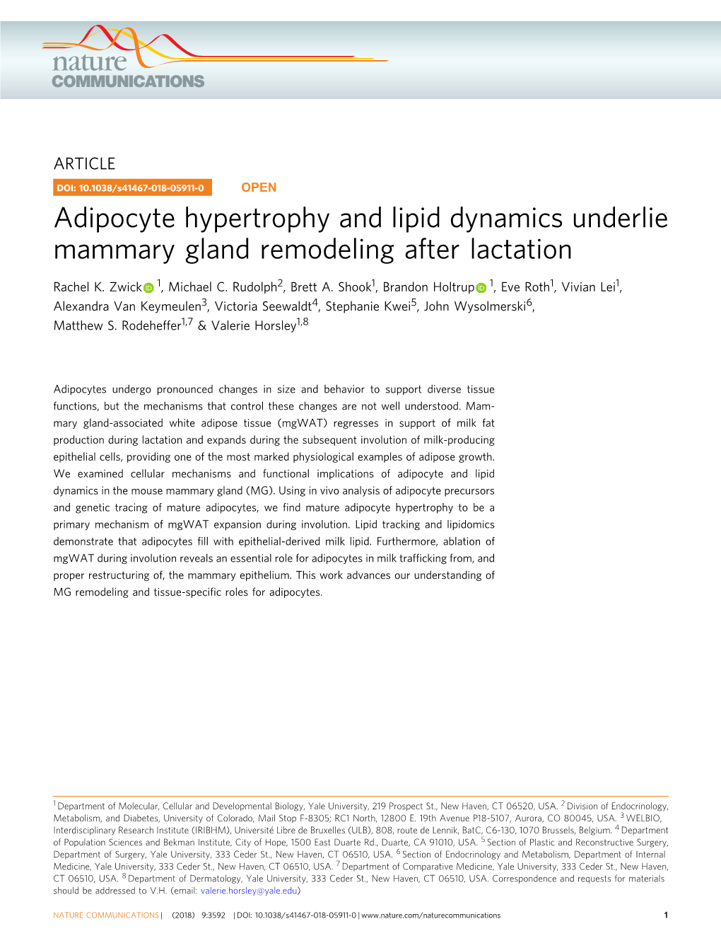 Adipocyte Hypertrophy and Lipid Dynamics Underlie Mammary Gland Remodeling After Lactation