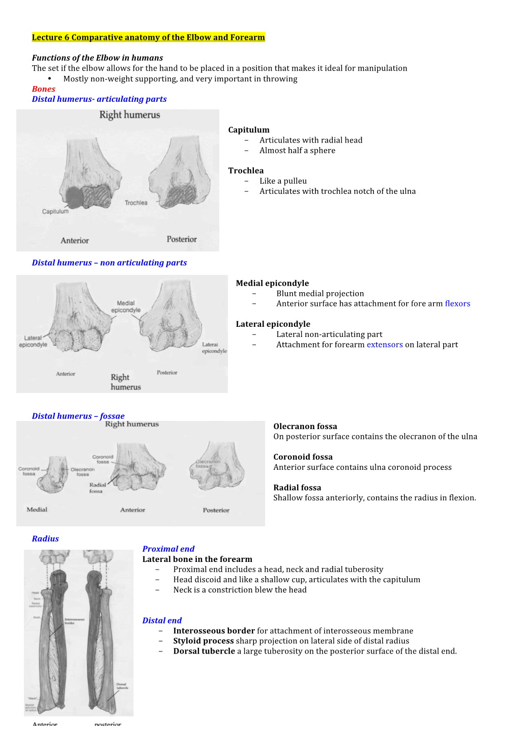 Lecture 6 Comparative Anatomy of the Elbow and Forearm Functions Of