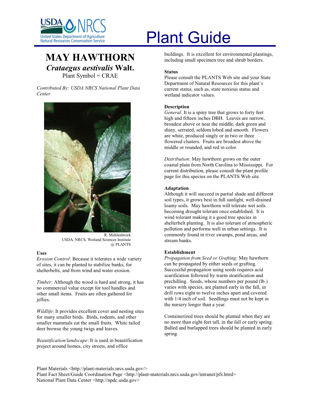 PG-Native Mayhaw