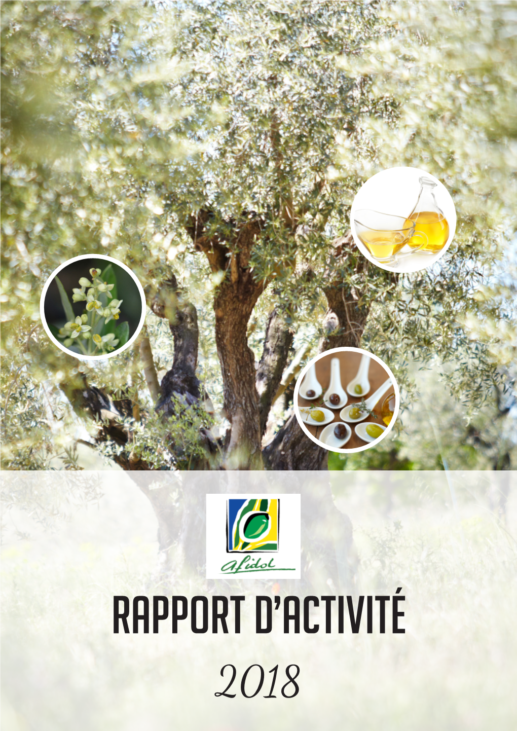 Rapport D'activité