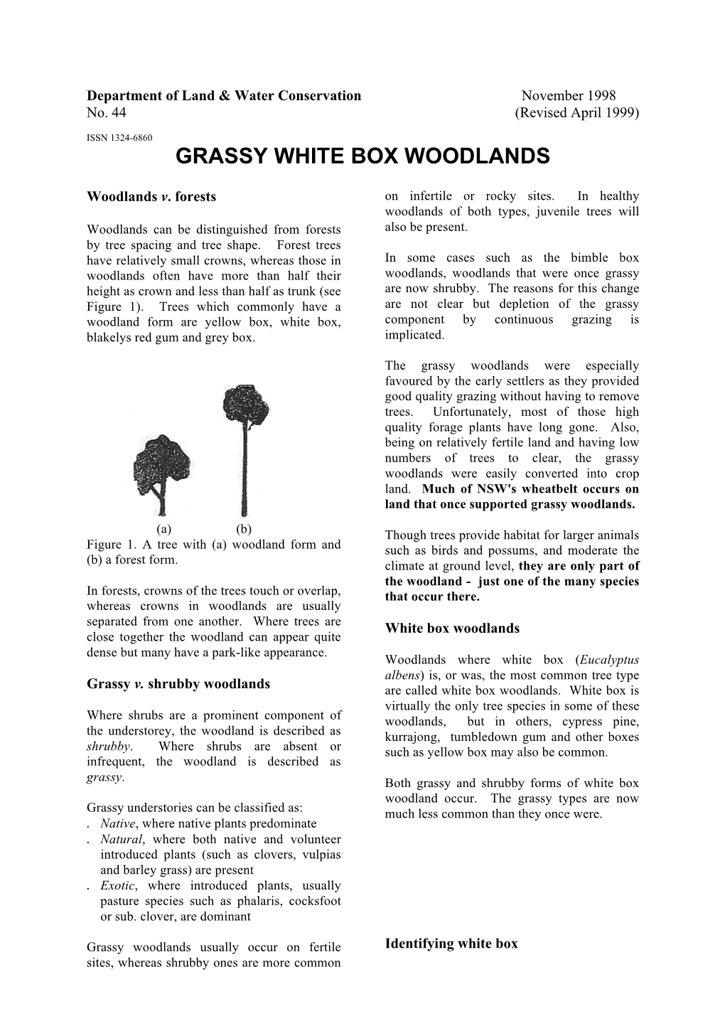 Grassy White Box Woodlands