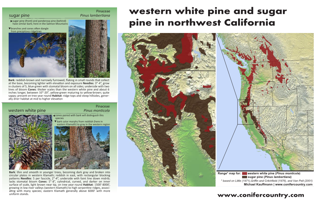 Western White Pine and Sugar Pine in Northwest California