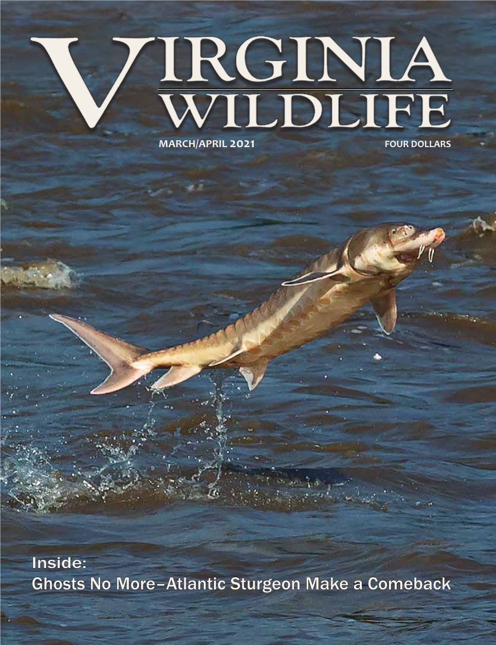 Ghosts No More–Atlantic Sturgeon Make a Comeback