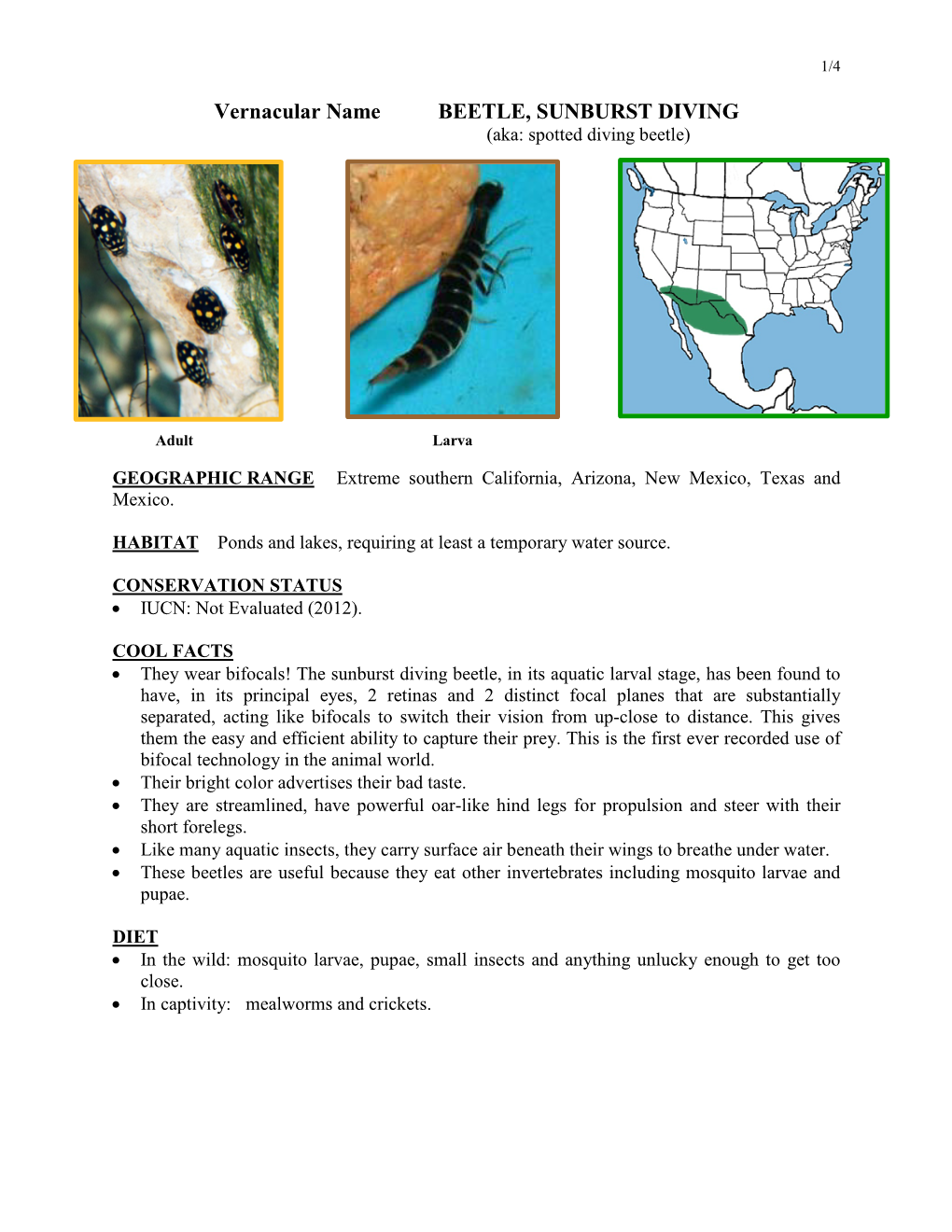 Vernacular Name BEETLE, SUNBURST DIVING (Aka: Spotted Diving Beetle)