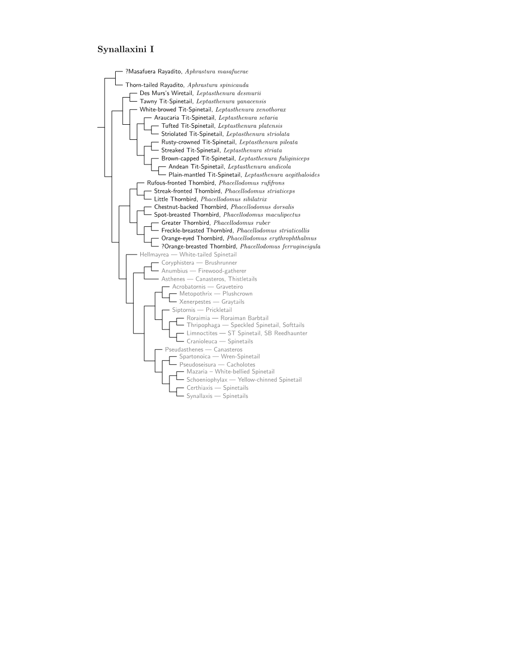 Synallaxini Species Tree