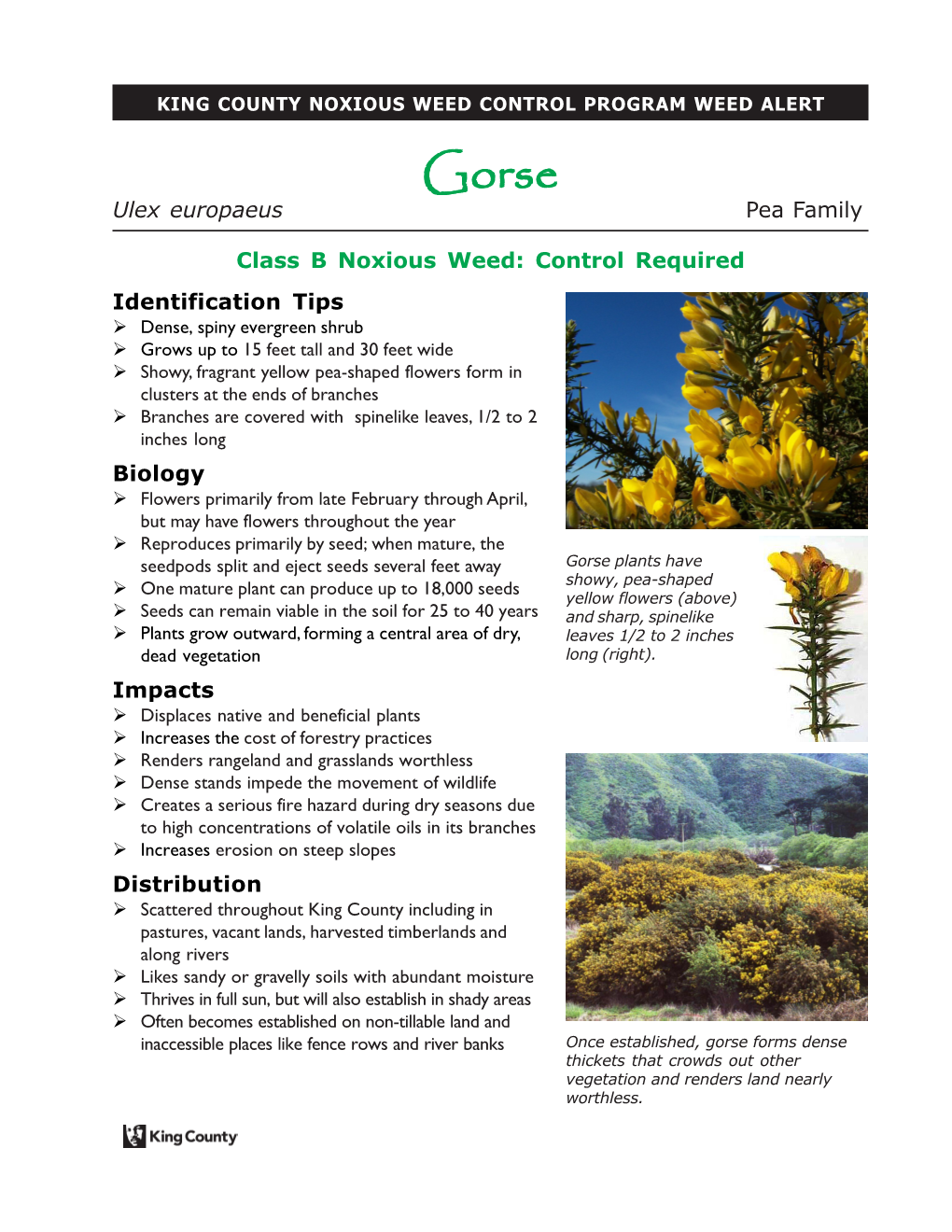 Gorse (Ulex Europaeus)