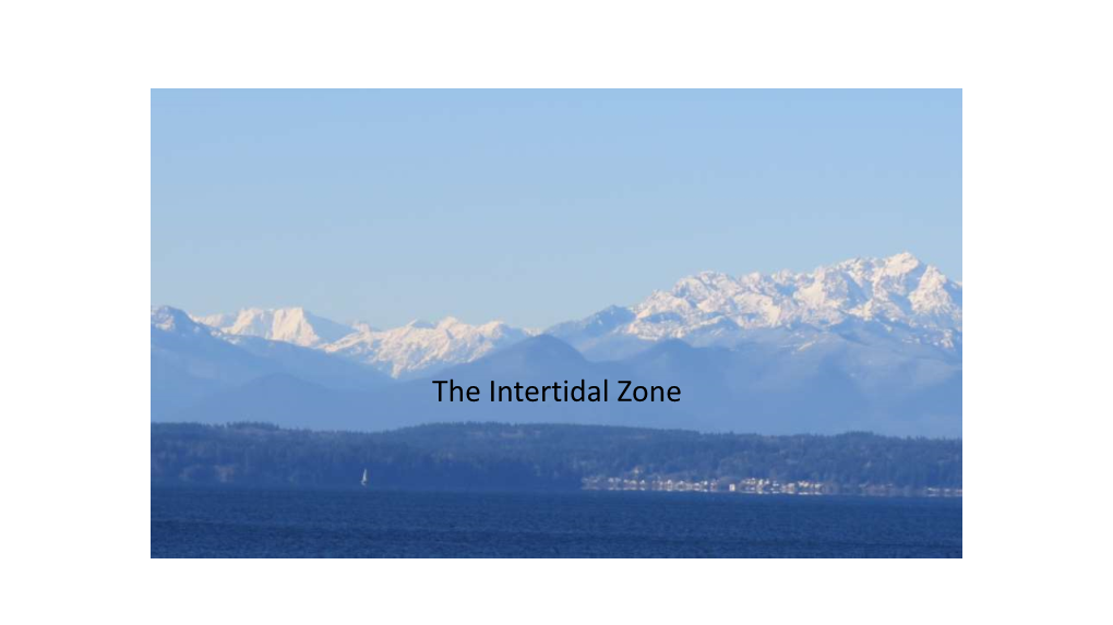 Intertidal Zone