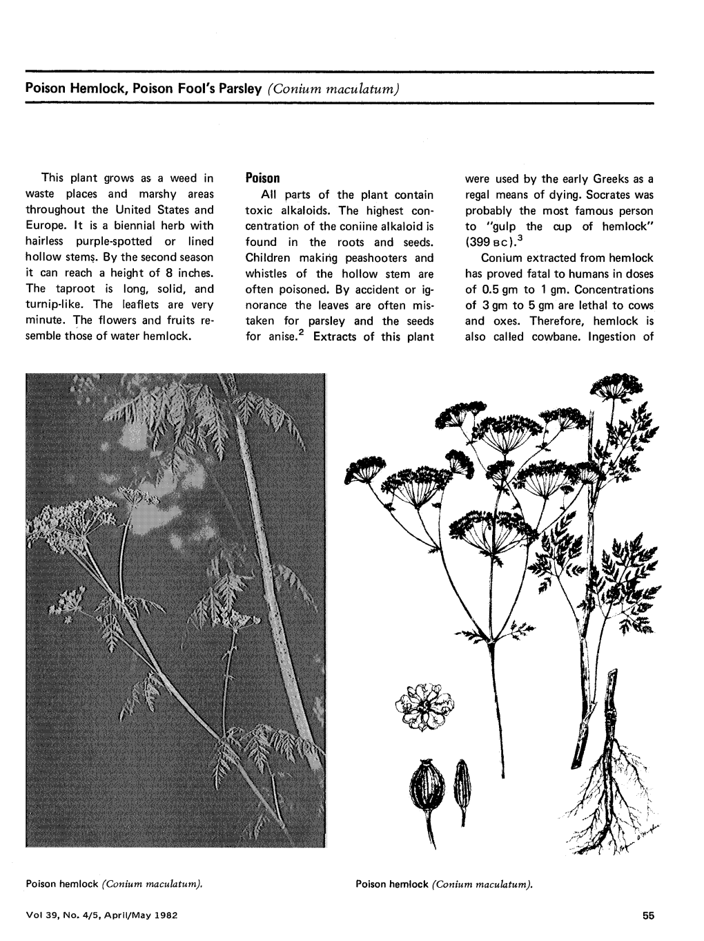 Poison Hemlock, Poison Fool's Parsley (Conium Maculatum) This