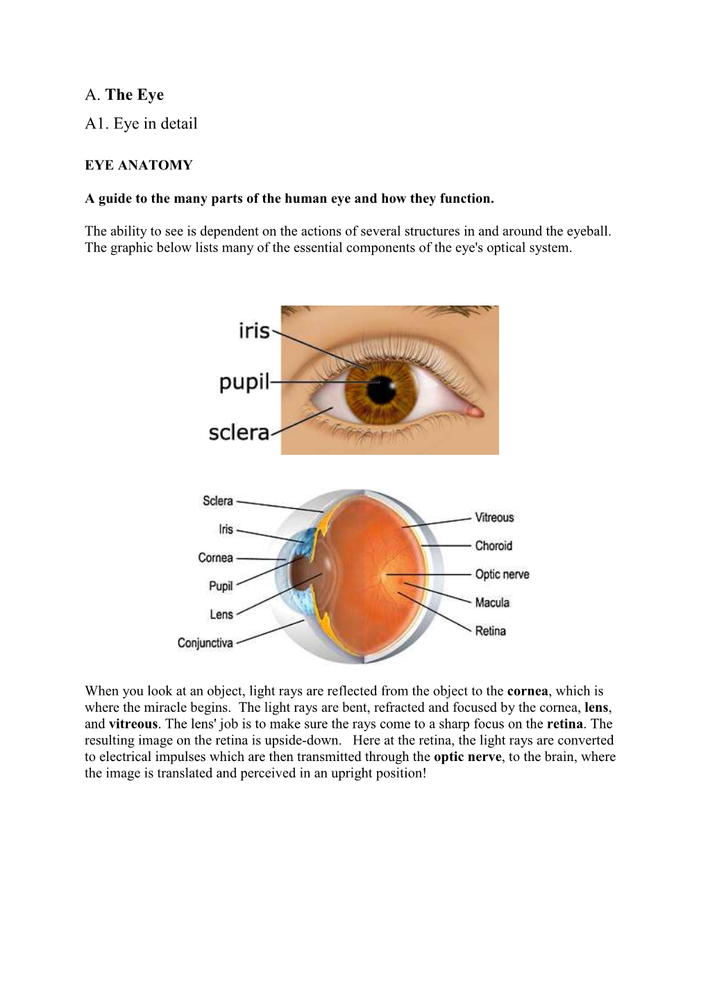 A1the Eye in Detail