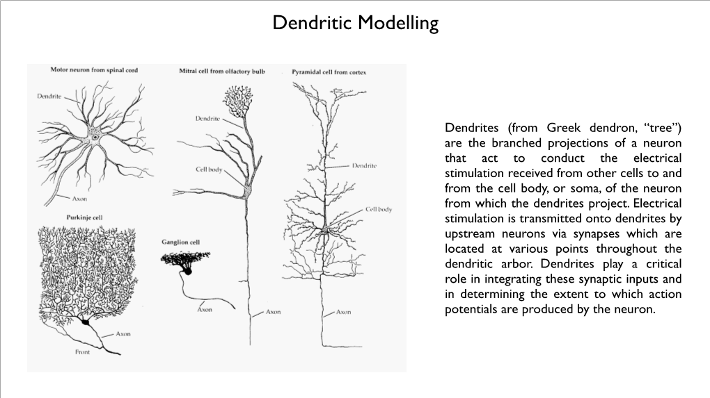 Dendritic Modelling