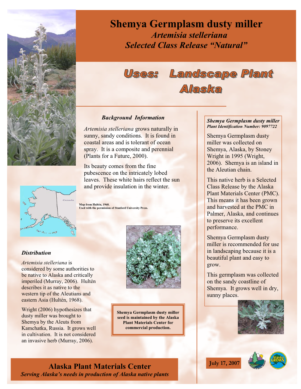 Shemya Germplasm Dusty Miller Artemisia Stelleriana Selected Class Release “Natural”