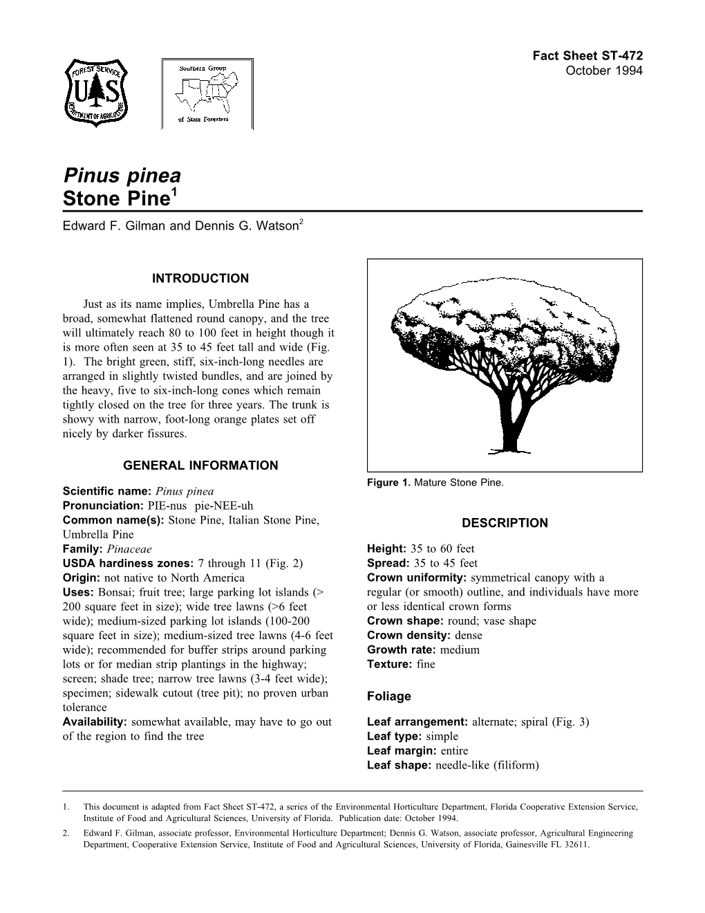 Pinus Pinea Stone Pine1 Edward F