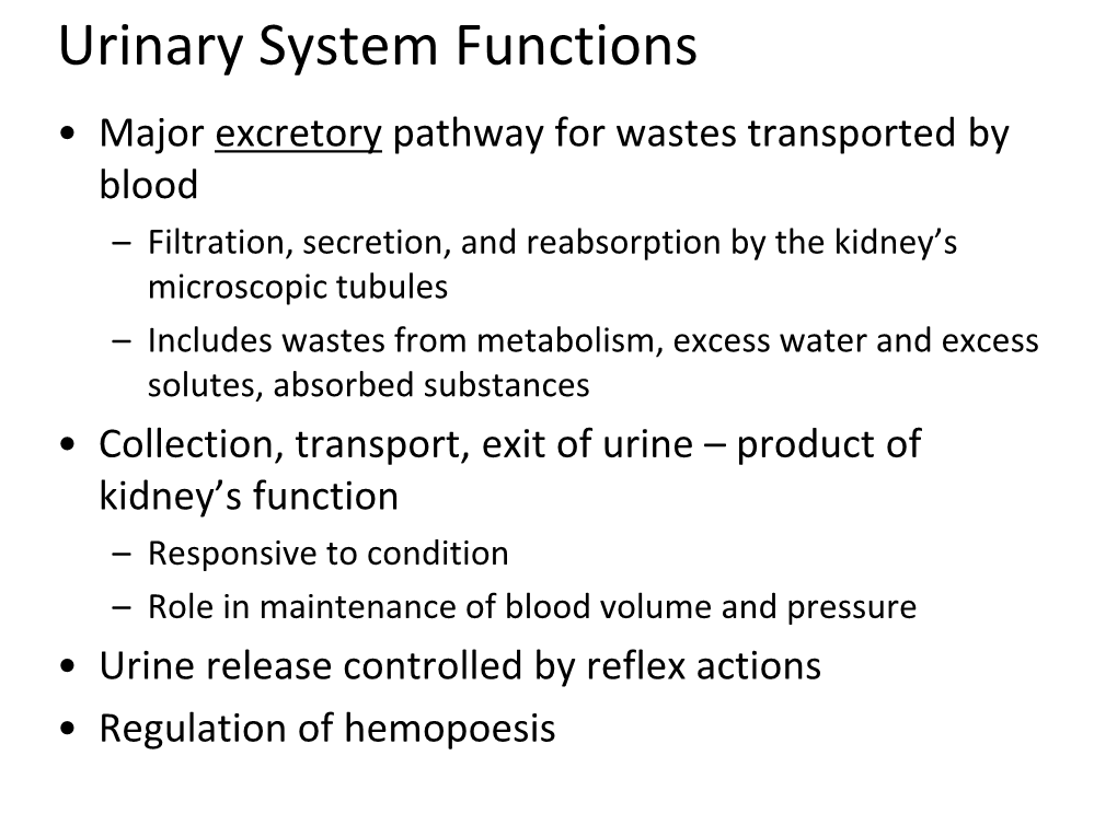 Urinary System Functions