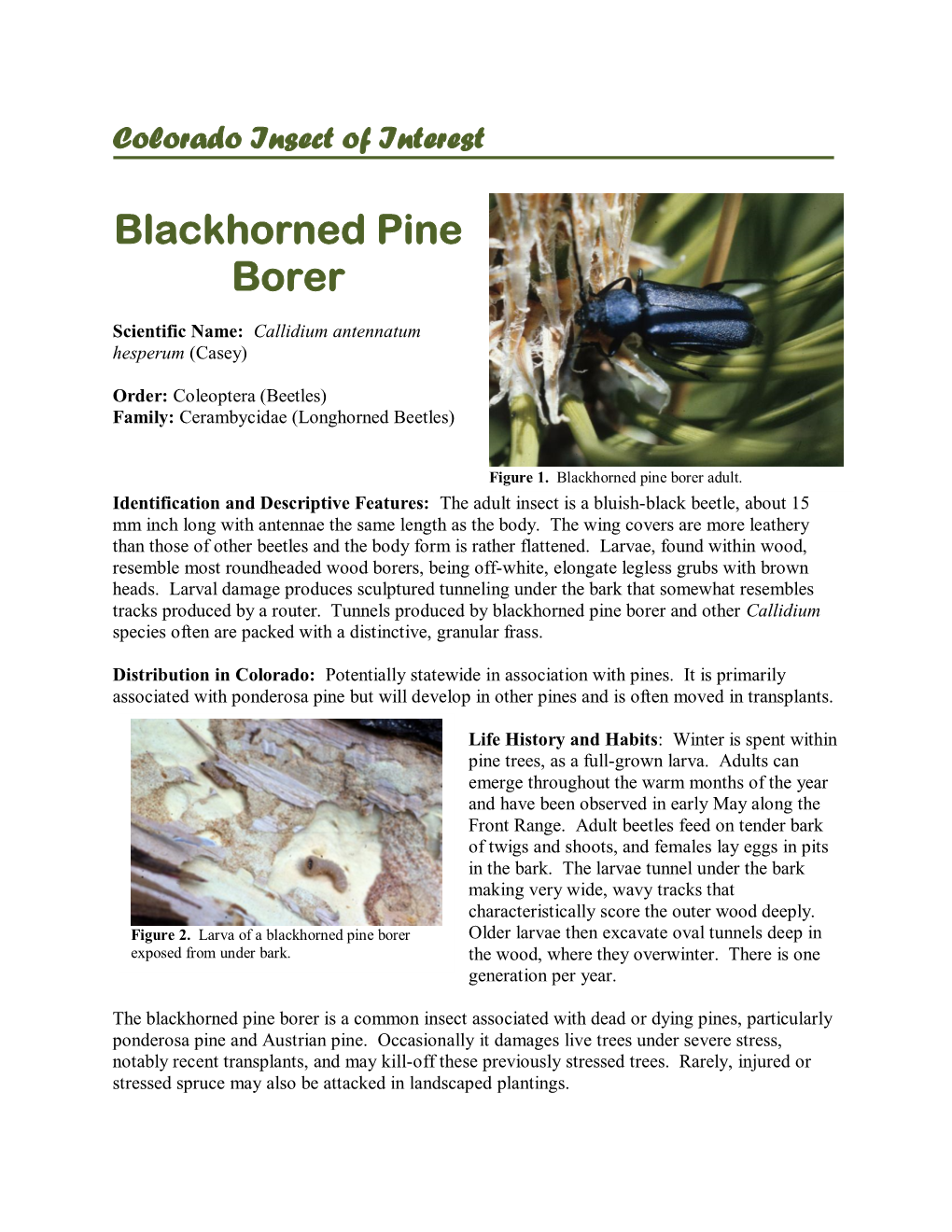 Blackhorned Pine Borer