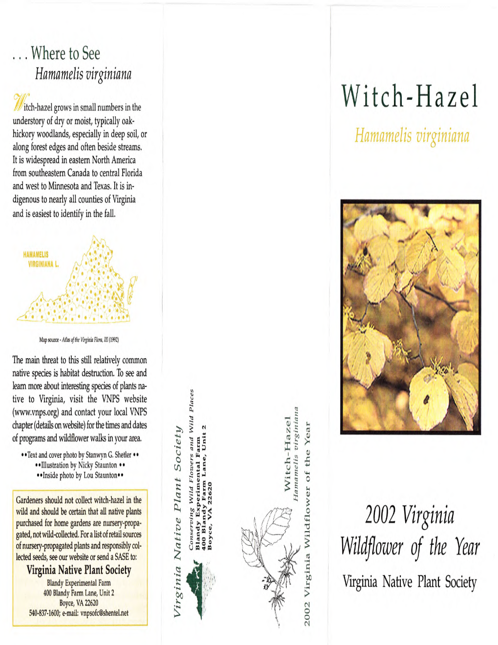 2002 Witch-Hazel (Hamamelis Virginiana)