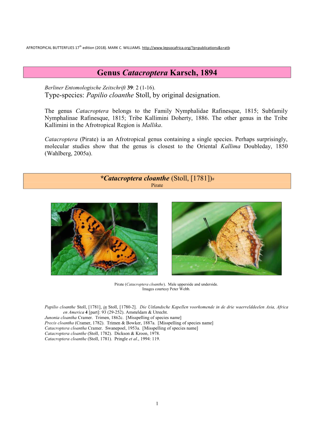 173 Genus Catacroptera Karsch