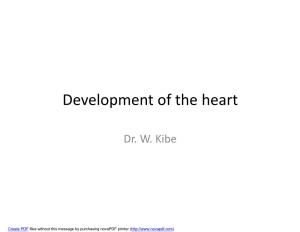 Development of the Heart