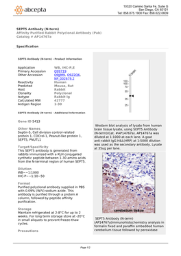 SEPT5 Antibody (N-Term) Affinity Purified Rabbit Polyclonal Antibody (Pab) Catalog # Ap14767a