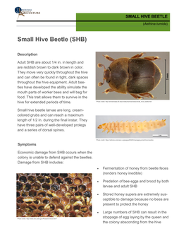 Small Hive Beetle (SHB)