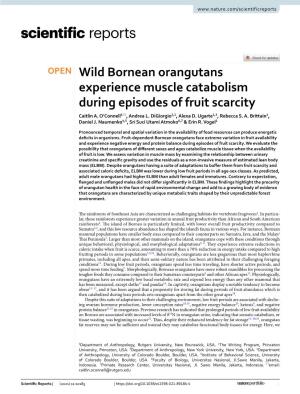 Wild Bornean Orangutans Experience Muscle Catabolism During Episodes of Fruit Scarcity Caitlin A
