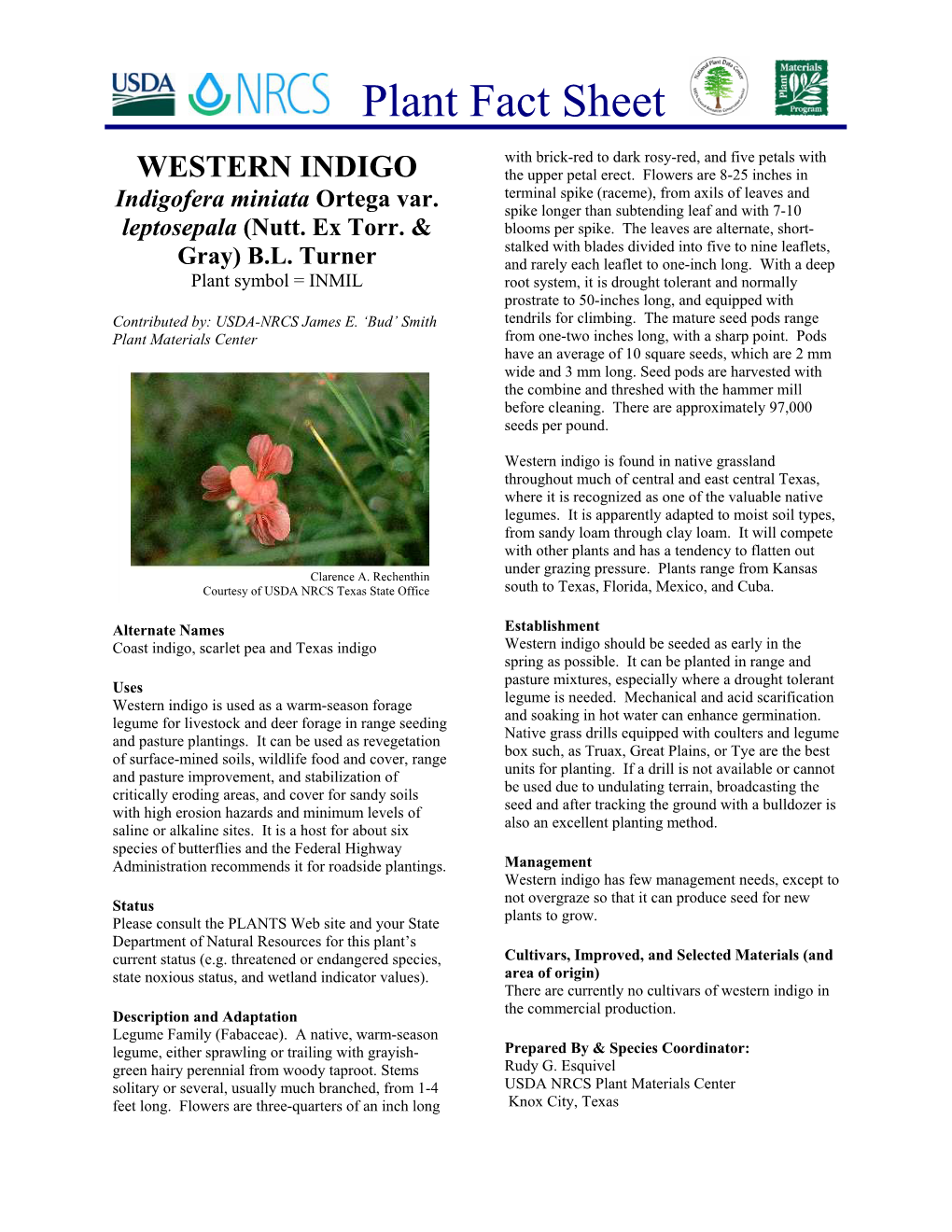 Western Indigo Plant Fact Sheet