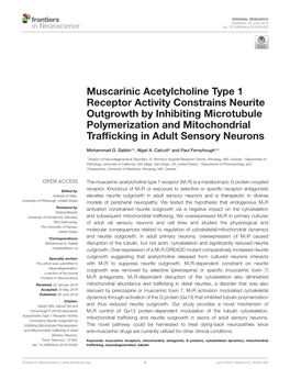 Muscarinic Acetylcholine Type 1 Receptor Activity Constrains Neurite Outgrowth by Inhibiting Microtubule Polymerization and Mito