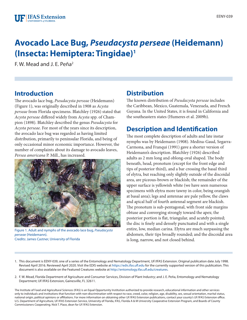 Avocado Lace Bug, Pseudacysta Perseae (Heidemann) (Insecta: Hemiptera: Tingidae)1 F