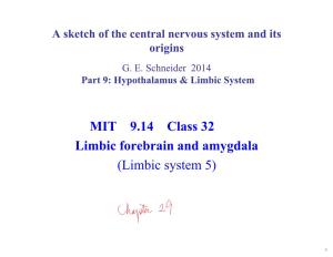 9.14 Lecture 32: Limbic Forebrain and Amygdala Notes