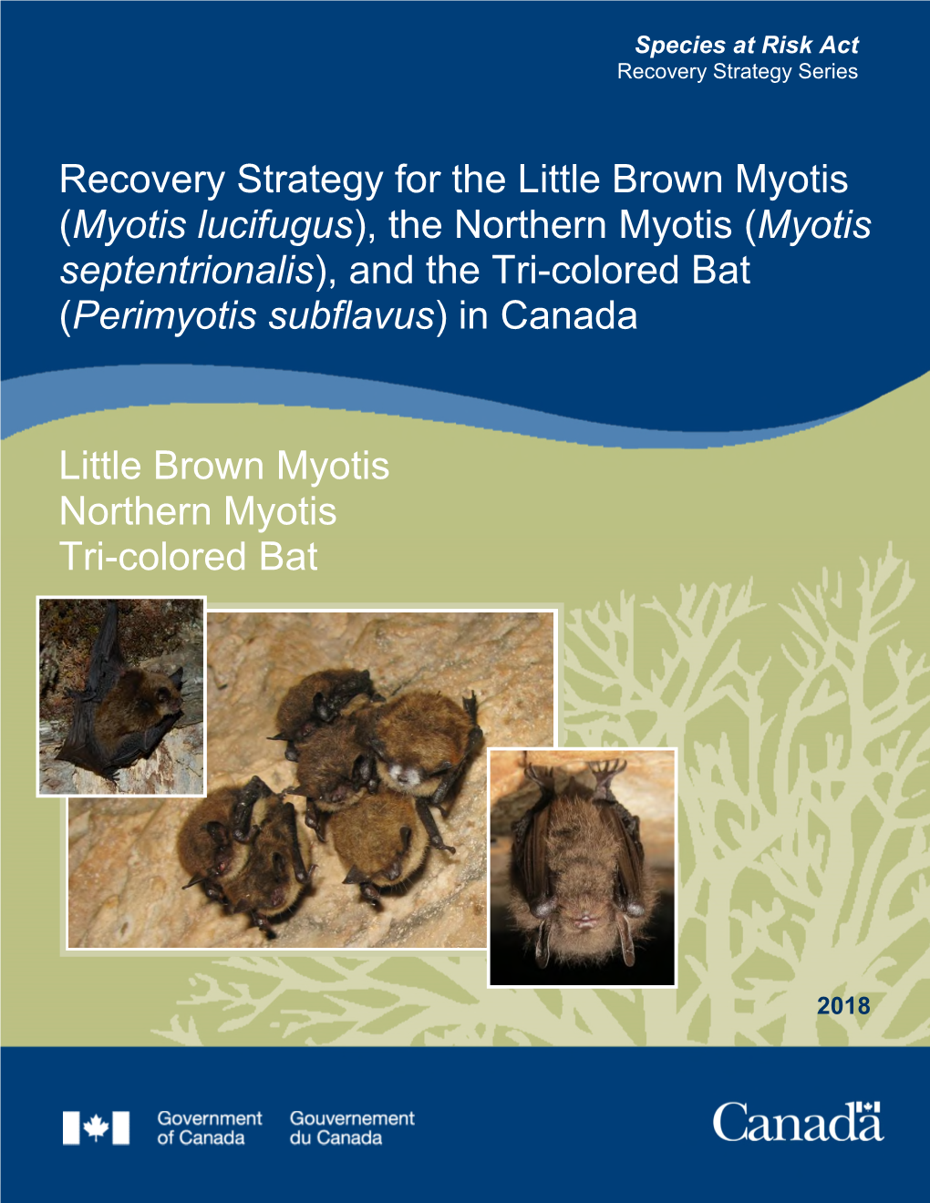 Northern Myotis (Myotis Septentrionalis), and the Tri-Colored Bat (Perimyotis Subflavus) in Canada