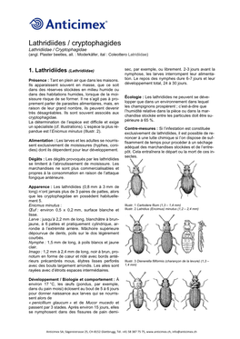Lathridiides / Cryptophagides Lathridiidae / Cryptophagidae (Angl