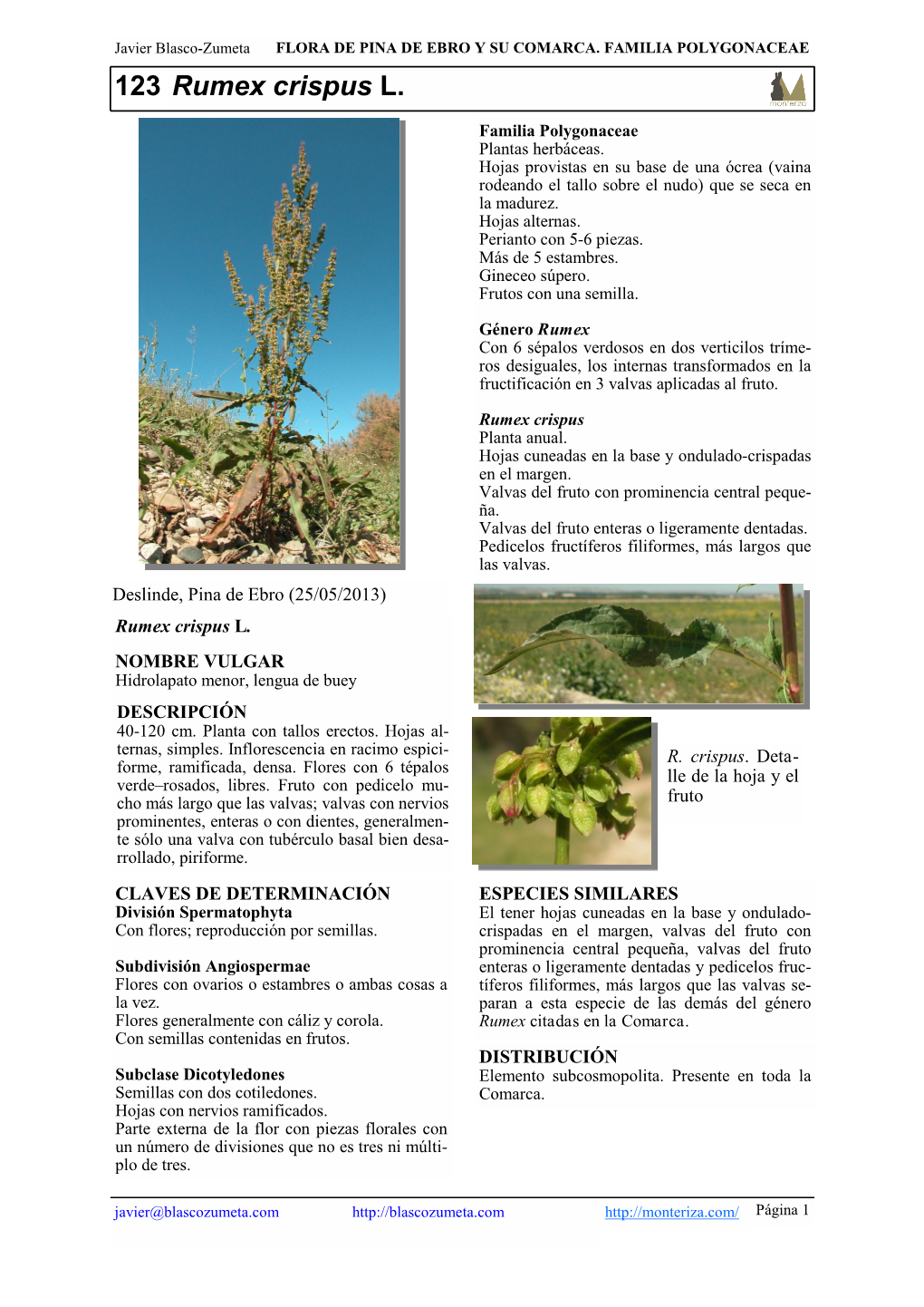 123 Rumex Crispus L