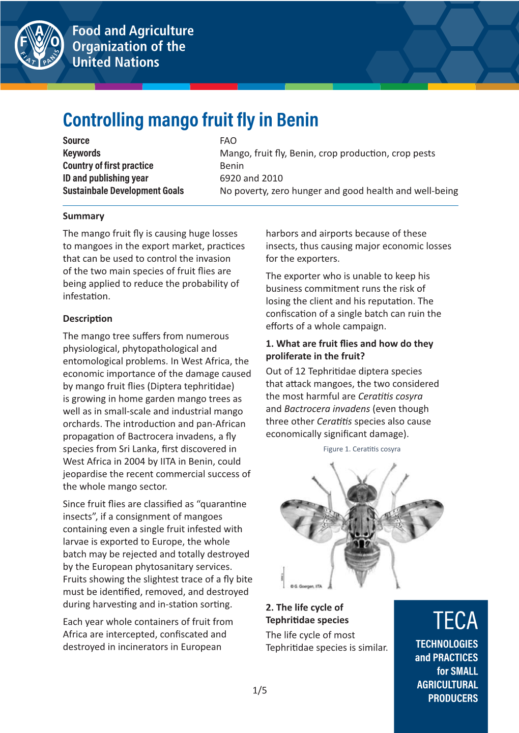 Controlling Mango Fruit Fly in Benin