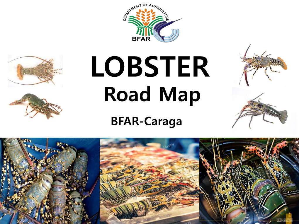 Lobster Production in the Provinces of Dinagat Islands and Surigao Del Norte