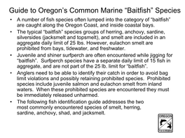 Guide to Oregon's Common Marine “Baitfish” Species