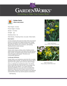 Gardenworks Golden Garlic