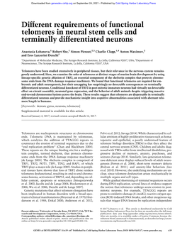 Different Requirements of Functional Telomeres in Neural Stem Cells and Terminally Differentiated Neurons