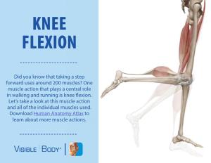 Did You Know That Taking a Step Forward Uses Around 200 Muscles? One Muscle Action That Plays a Central Role in Walking and Running Is Knee Flexion