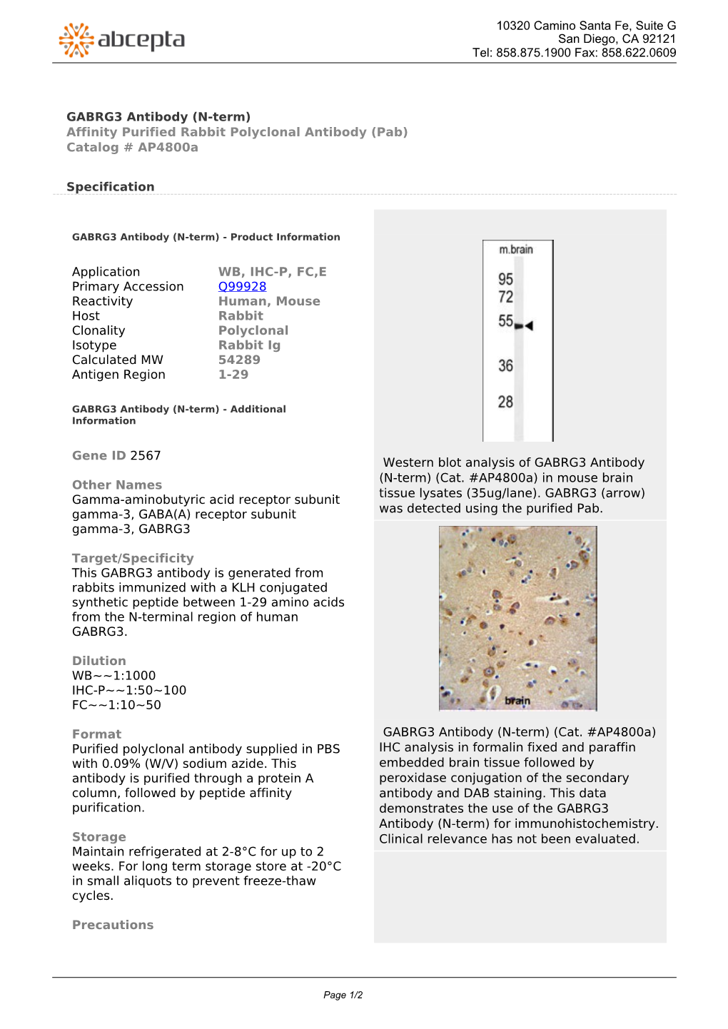 GABRG3 Antibody (N-Term) Affinity Purified Rabbit Polyclonal Antibody (Pab) Catalog # Ap4800a