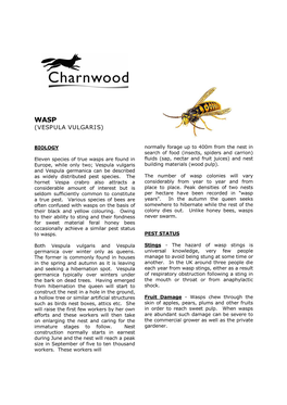 Wasp (Vespula Vulgaris)