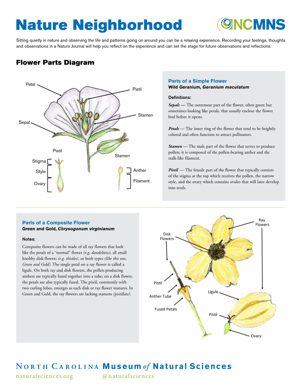 Nature Neighborhood: Flower Parts Diagram