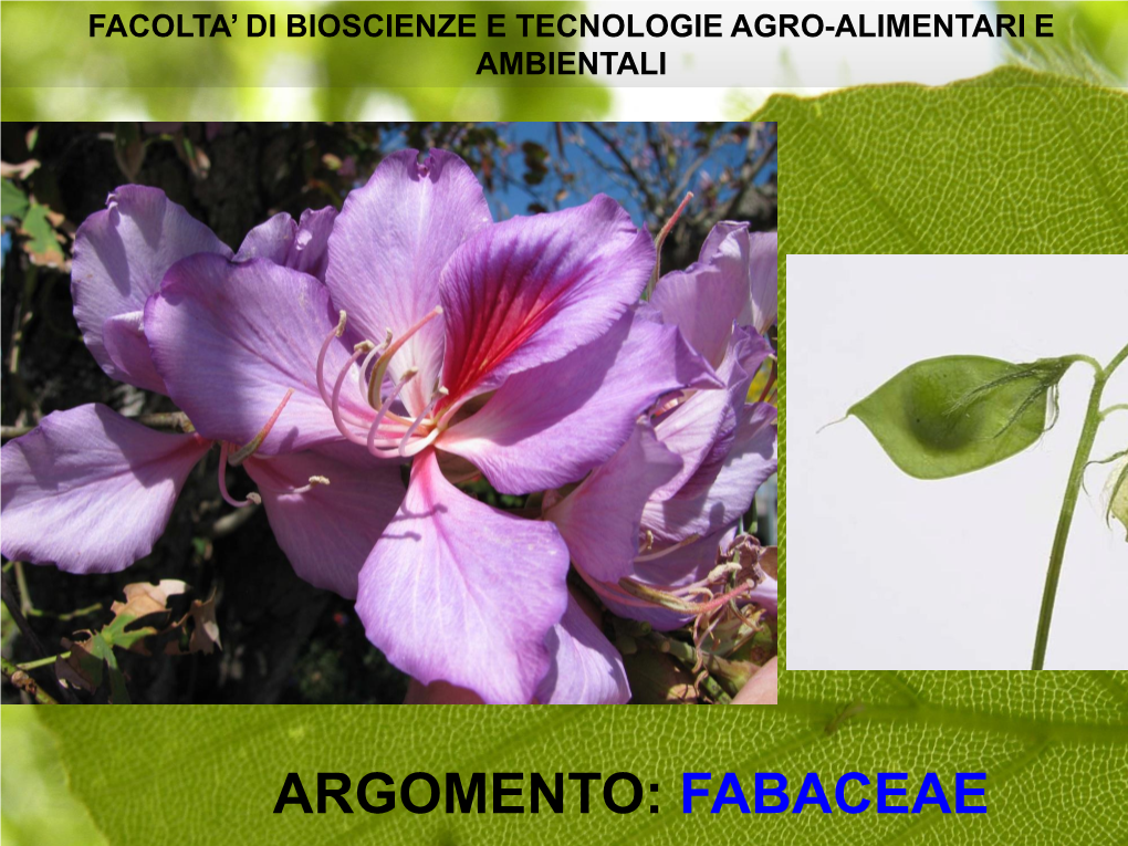 Argomento: Fabaceae