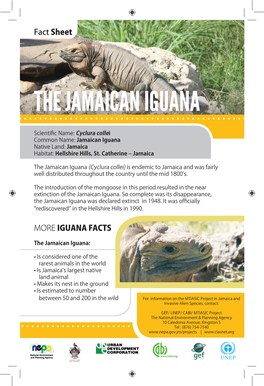 The Jamaican Iguana the Jamaican Iguana