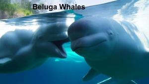 Beluga Whales Background Beluga Whales Live up to 35 Years of Age to 50 a Beluga Whale Has a Big Head to Use Its Echolocation