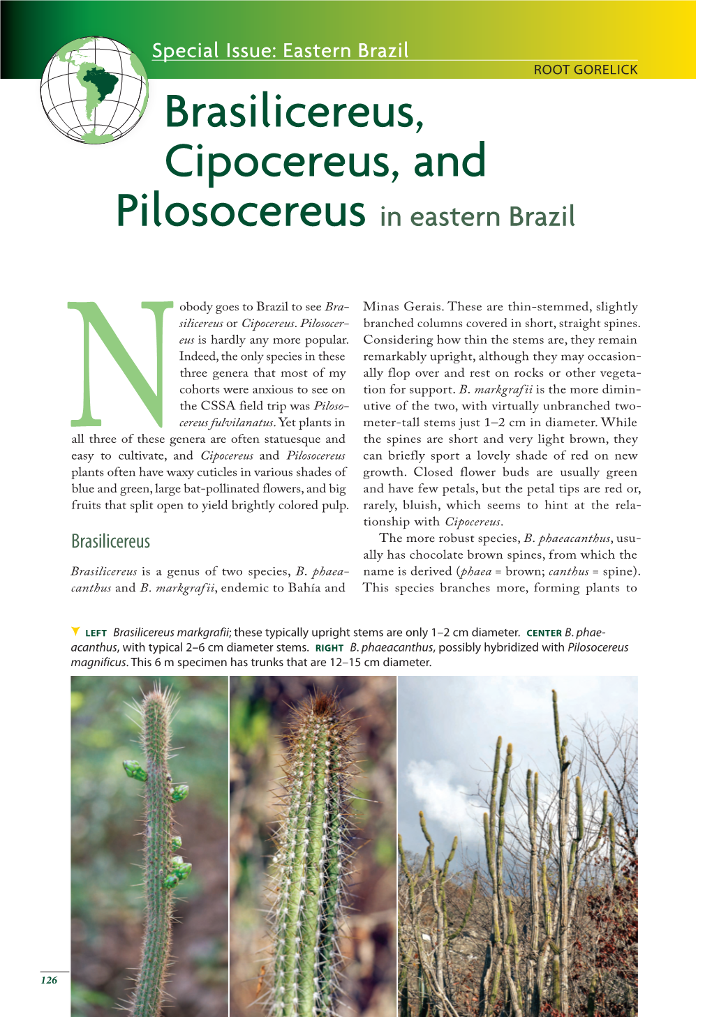 Brasilicereus, Cipocereus, and Pilosocereus in Eastern Brazil