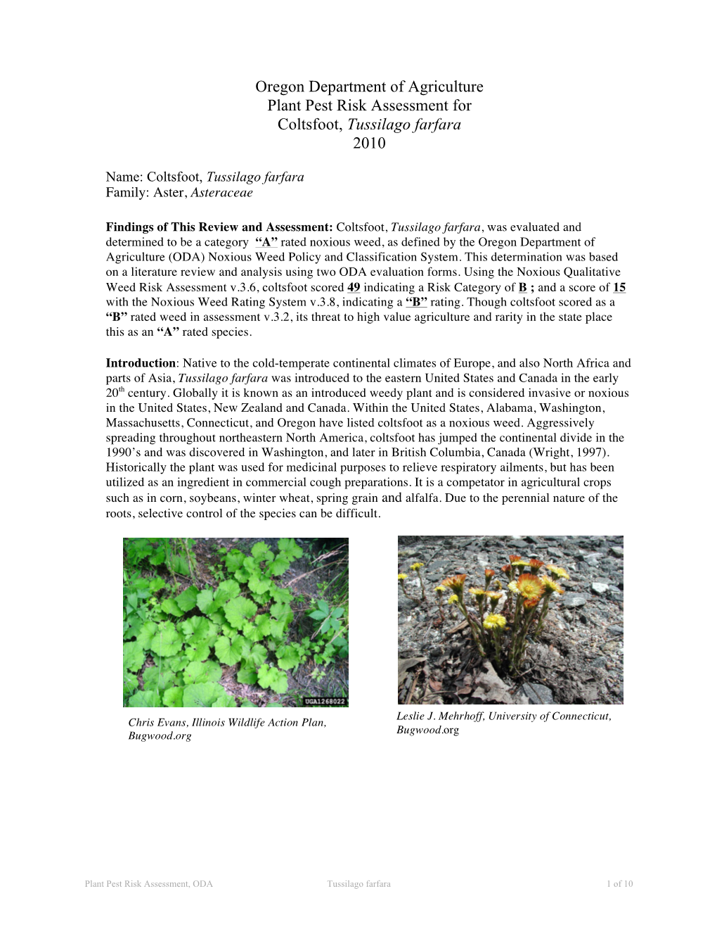 Plant Pest Risk Assessment for Coltsfoot, Tussilago Farfara 2010