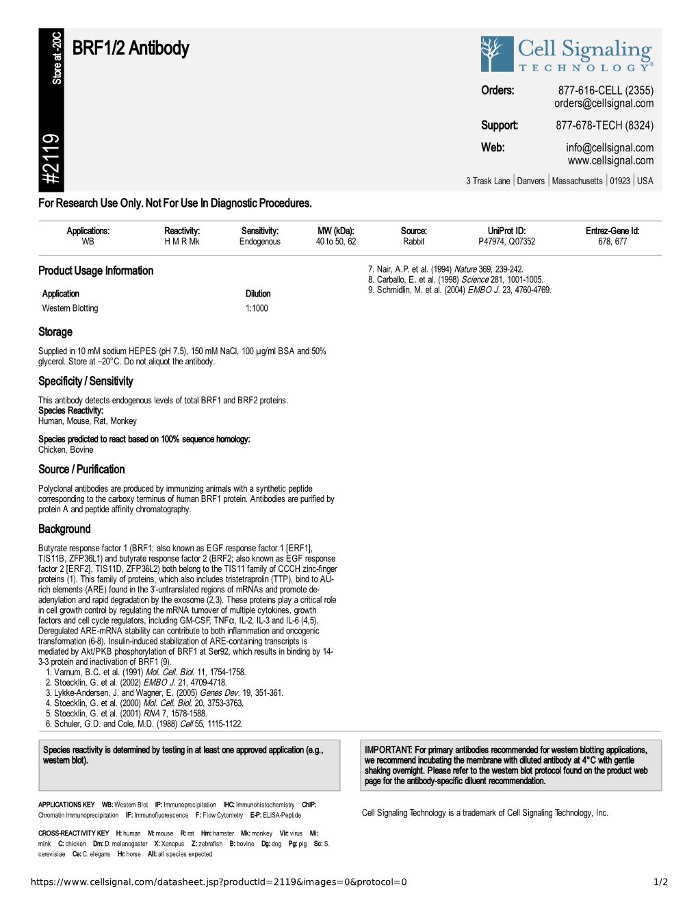 BRF1/2 Antibody A