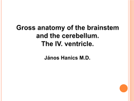 Gross Anatomy of the Brainstem and the Cerebellum. the IV. Ventricle