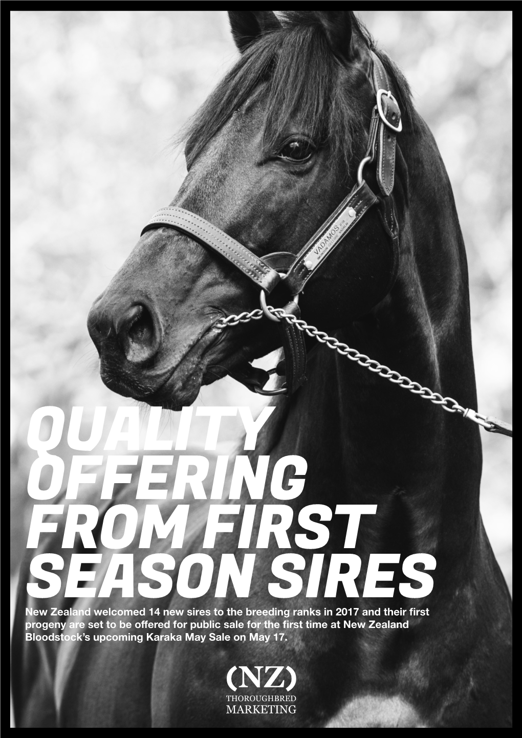 Quality Offering from First Season Sires
