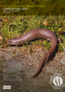 Zoos Victoria's 2O Priority Species Alpine She-Oak Skink