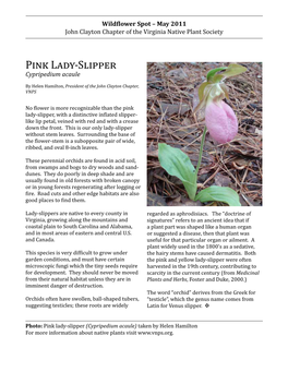 Pink Lady-Slipper, with a Distinctive Inflated Slipper- Like Lip Petal, Veined with Red and with a Crease Down the Front